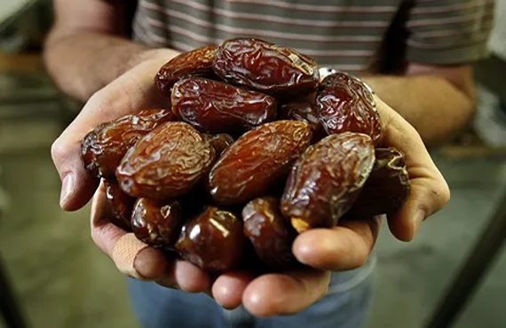 تصویر 5 از خرید و قیمت خرمای مضافتی جهرم + فروش عمده
